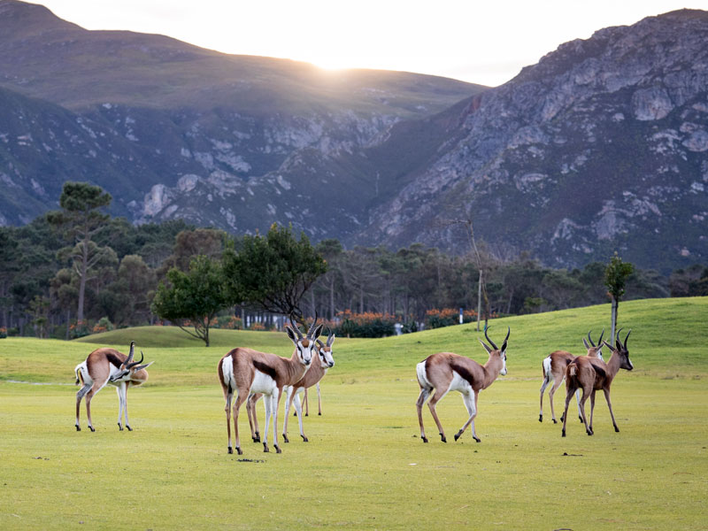 Hermanus-Golf-Couse-Springbuck