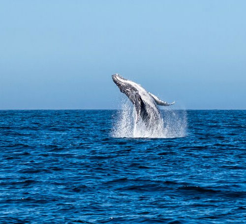 Hermanus-Whale