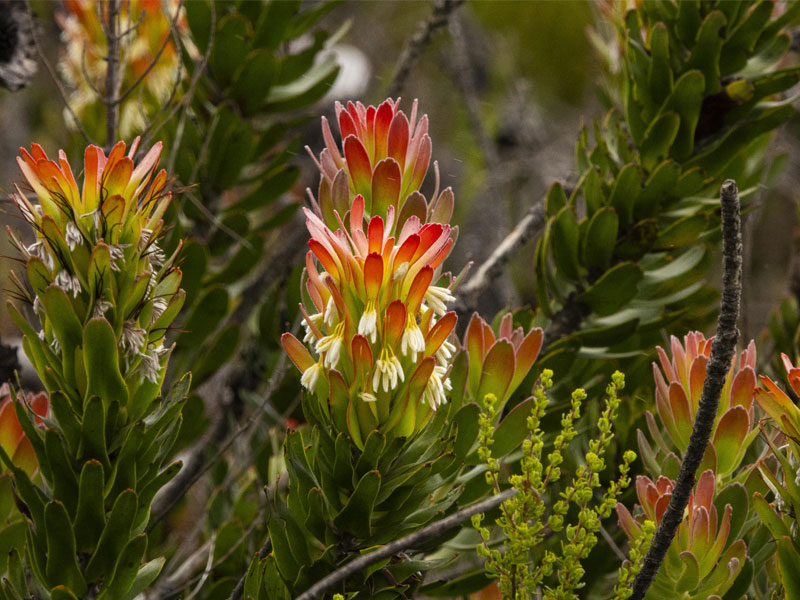 Hermanus-flora