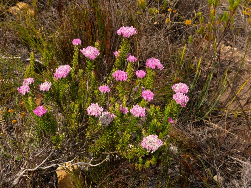 Wetlands-of-hermanus-Erica
