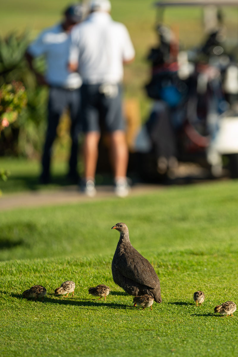 Hermanus-golf-course-local